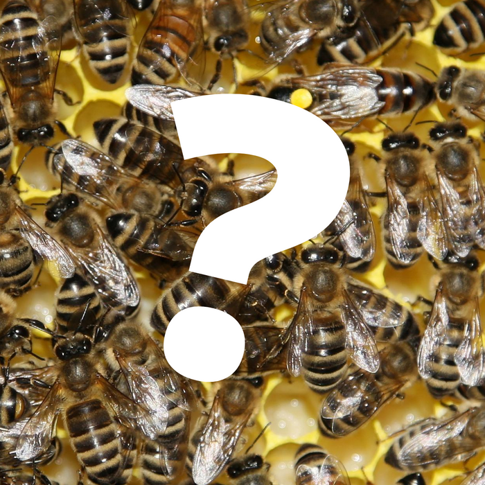 6 Ways to Tell If Your Beehive is Queenless