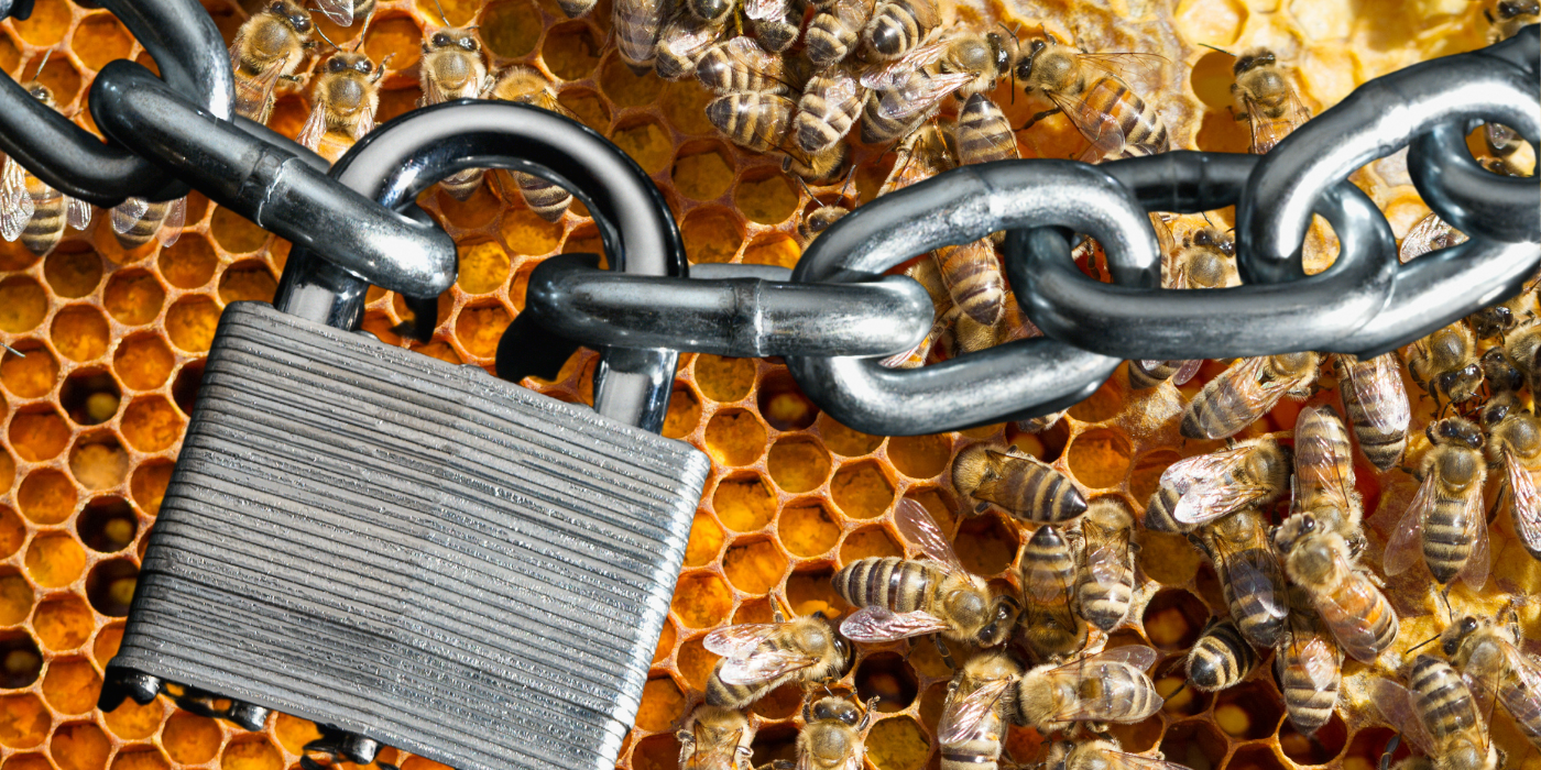 Honey Bee Robbing | How to Stop a Beehive Robbery in Progress
