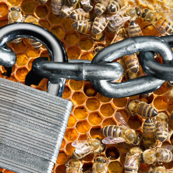 Honey Bee Robbing | How to Stop a Beehive Robbery in Progress