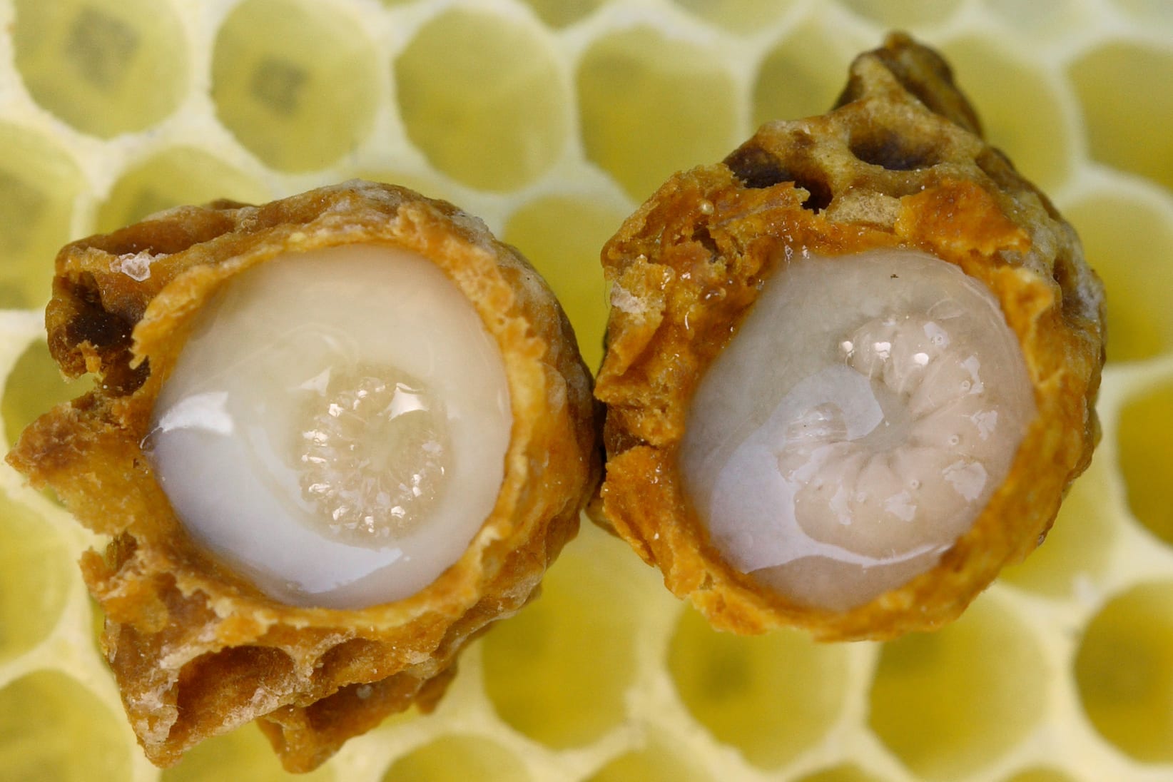How Does Royal Jelly Make a Queen Bee?