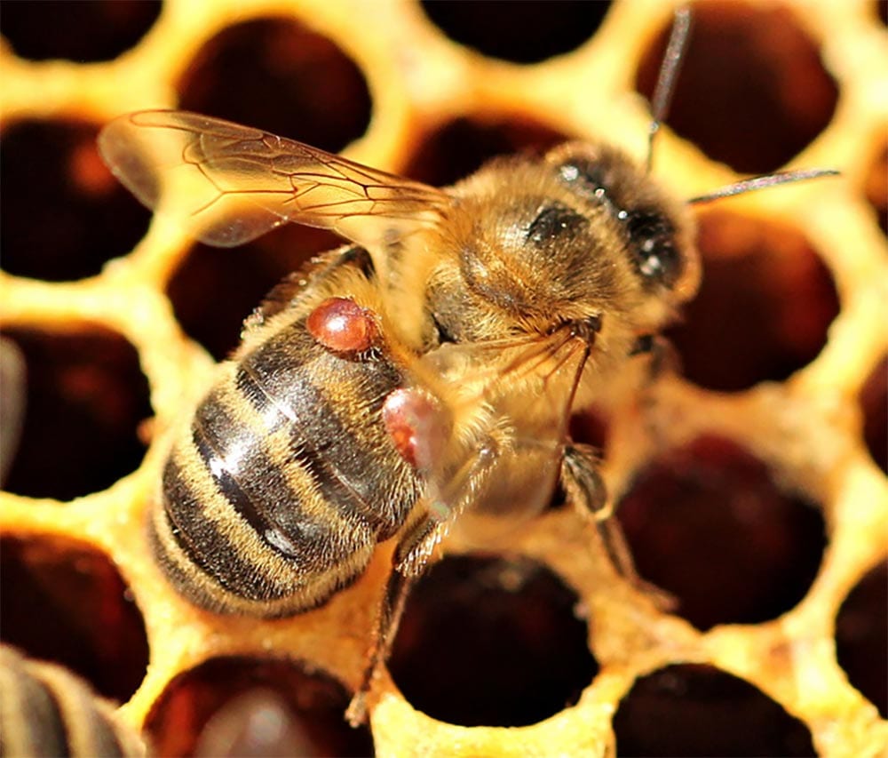 Some honeybee colonies adapt in wake of deadly mites