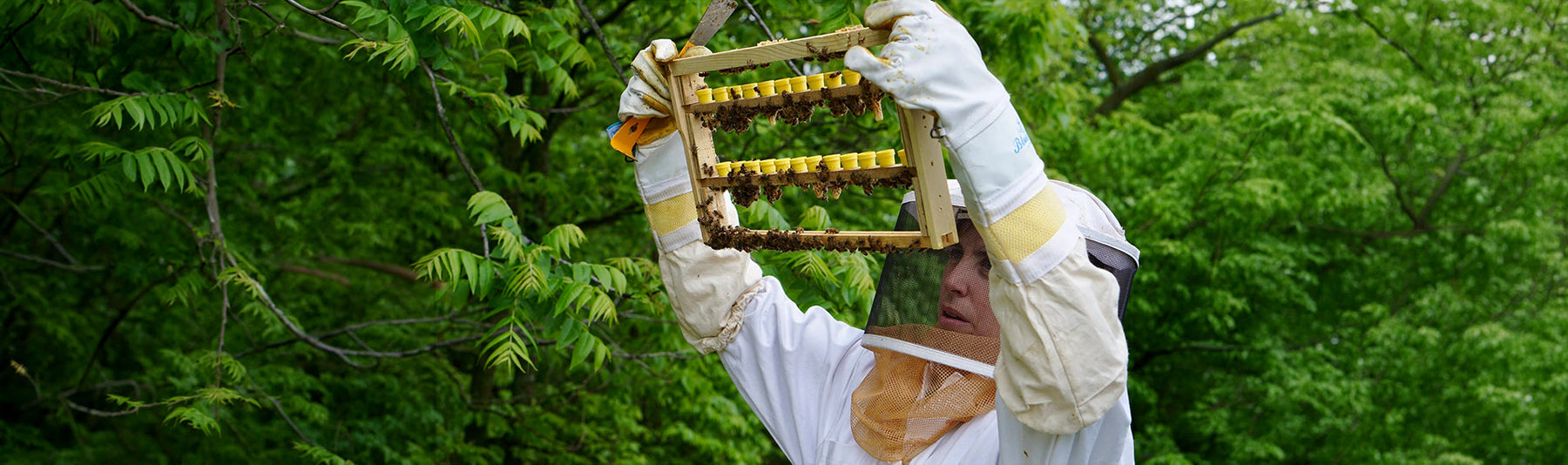 What is Queen Bee Rearing? Methods and Equipments