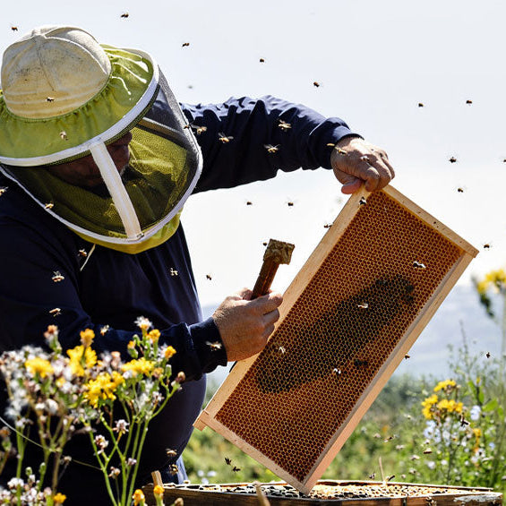 How to Fit Wax Foundation in Wood Frames: Step-by-Step Guide