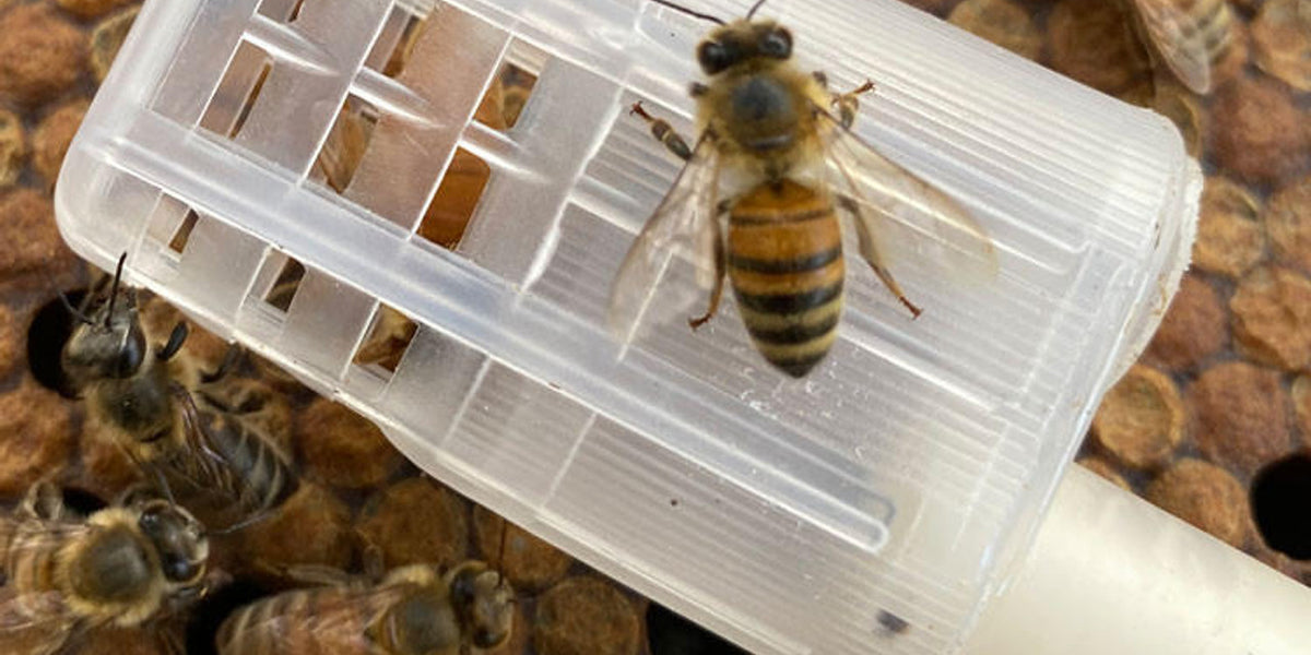 Live Honey Bees for Sale | Healthy Nucs & Package Bees — Blythewood Bee ...