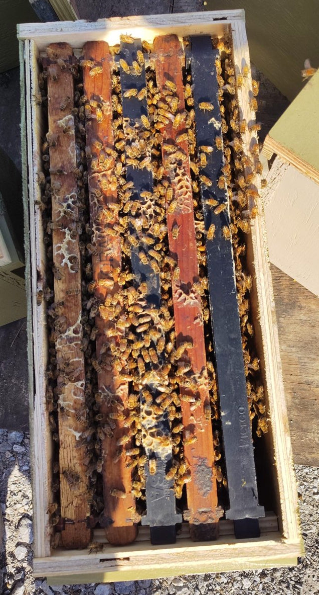 Beehive frame with bees and honeycomb on a gravel surface
