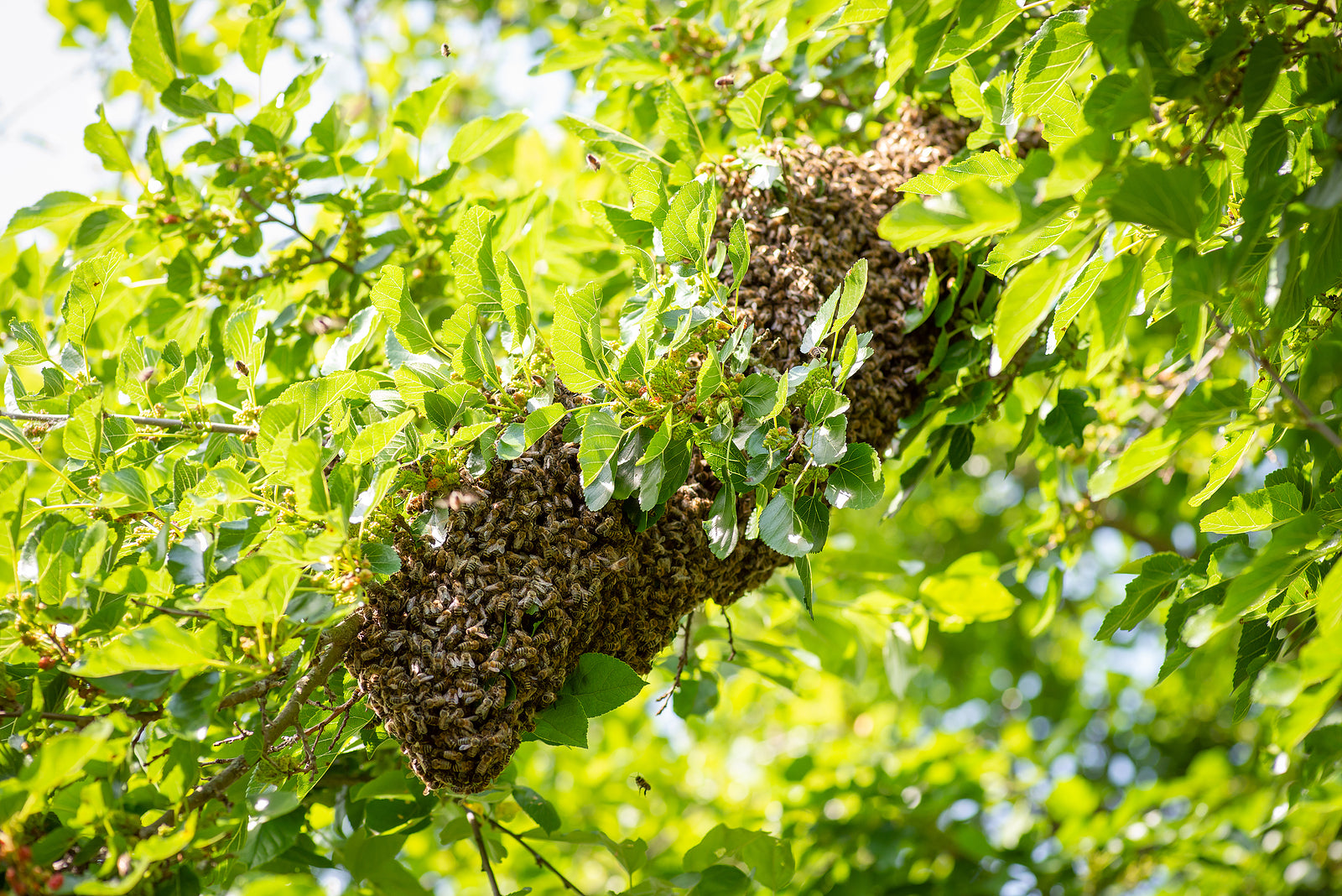 Cheap BeeSwarm Attractant Spray Swarm Commander Premium Honey Bee