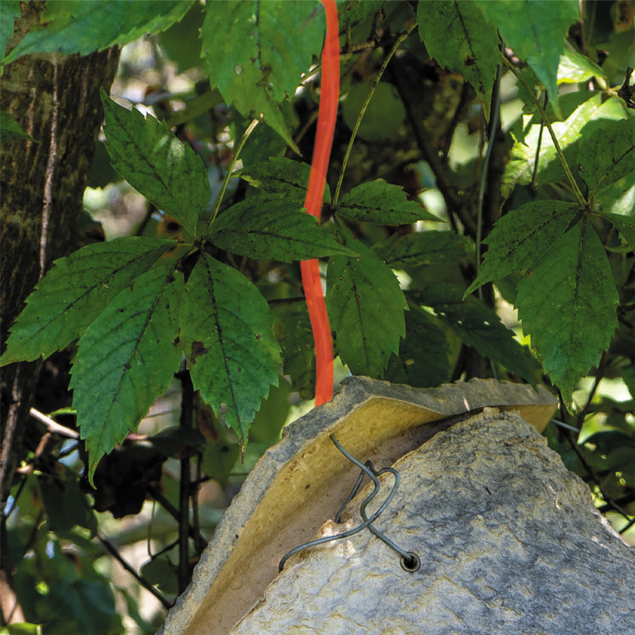 Wood Pulp Honeybee Swarm Trap