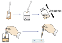 American Foulbrood Test Kit (AFB)
