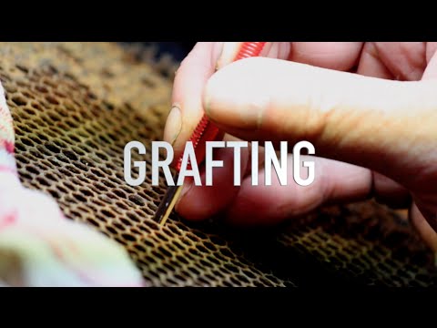 Hand of a man demonstrating Grafting using Ultimate Grafting Tool