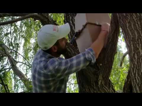 A man demonstrating the use of Refubees Swarm Trap on a tree